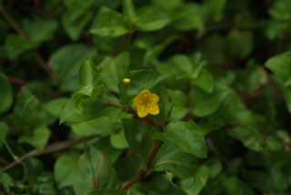 Lysimachia nemorum Boswederik bestellen